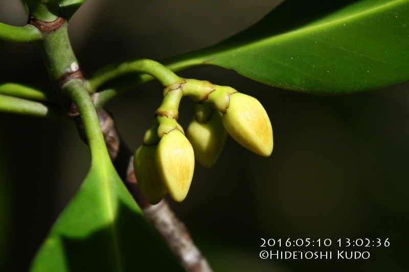 Cairns Nature Album » Mangroves » Rhizophora lamarckii